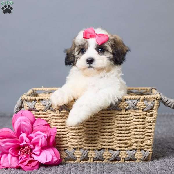 Lulu, Teddy Bear Puppy